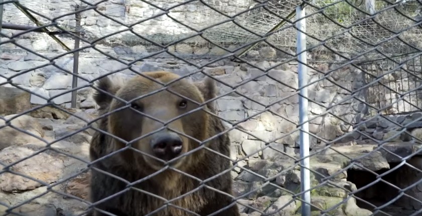 La conmovedora liberación de diez osos que vivieron 20 años enjaulados en un zoo | Tecnología