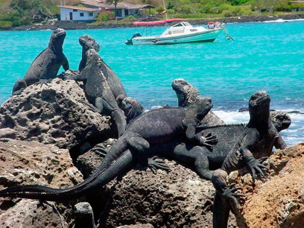 Galápagos: un incendio pone en peligro el hábitat de varias especies en vías de extinción | Internacionales