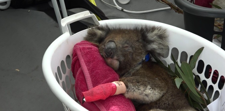 Australia: improvisan un hospital para salvar koalas heridos por los incendios | Internacionales