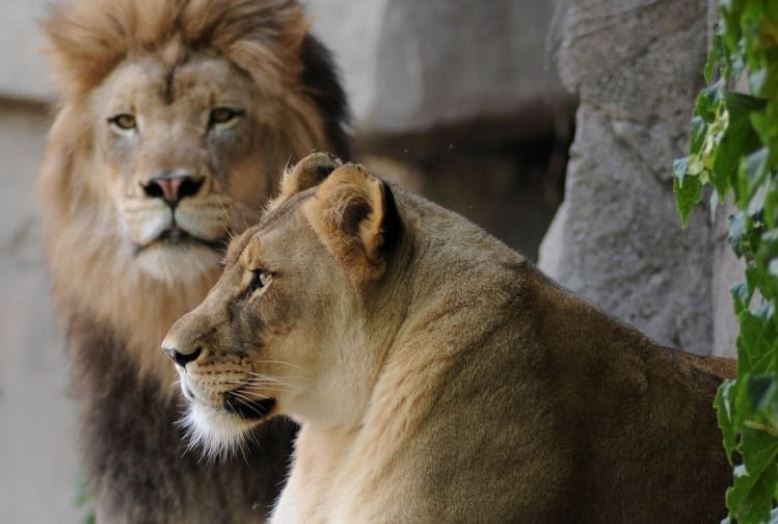 Luto en el zoo: una leona se quitó la vida luego de que sacrificaran al león | Internacionales