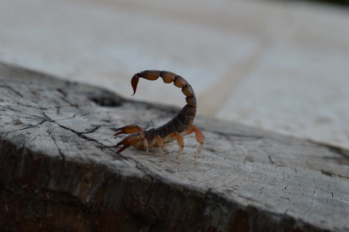 Córdoba: un nene de 4 años está grave tras ser picado por un alacrán | Información General