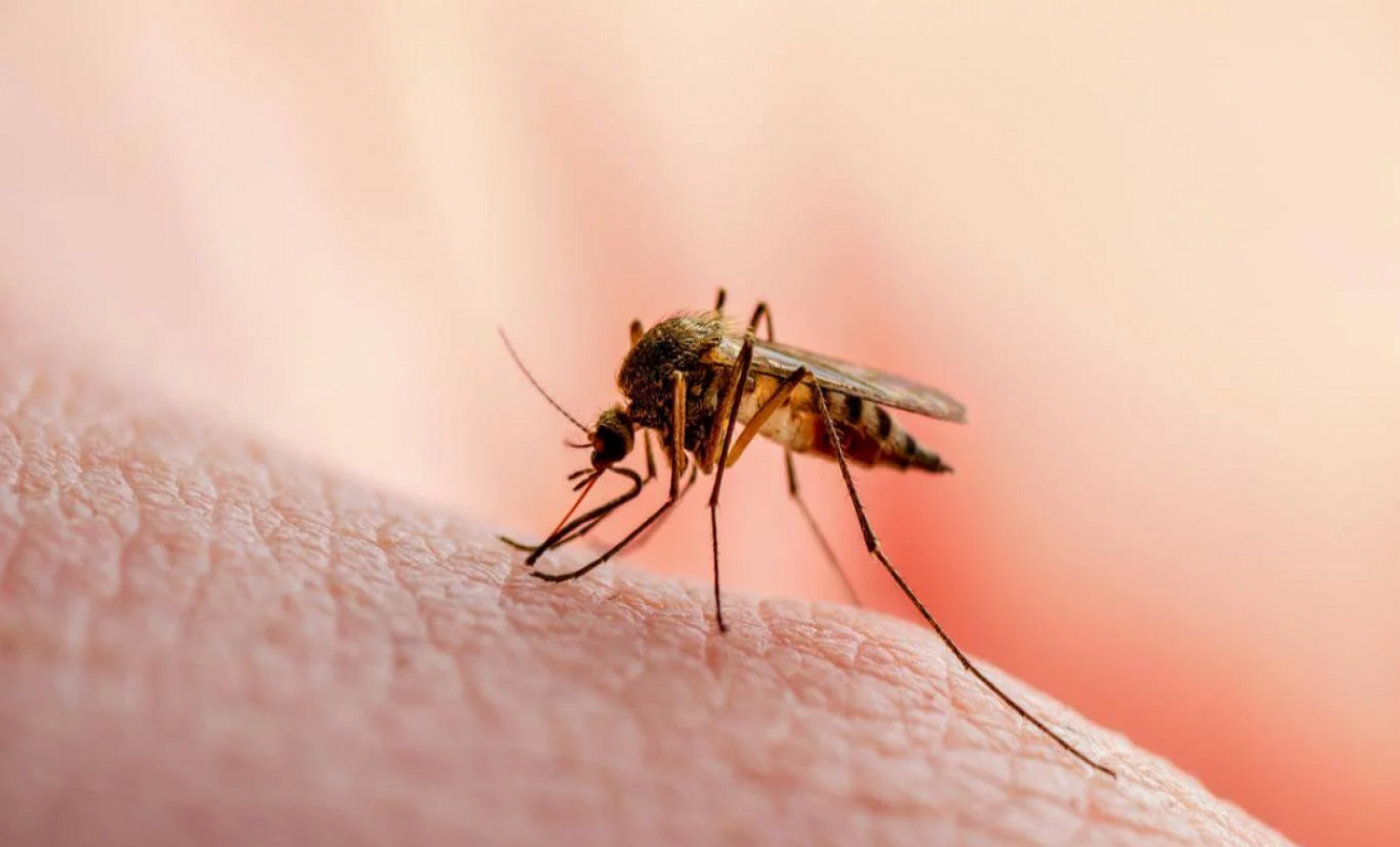 La Provincia confirmó una nueva muerte por dengue | Información General