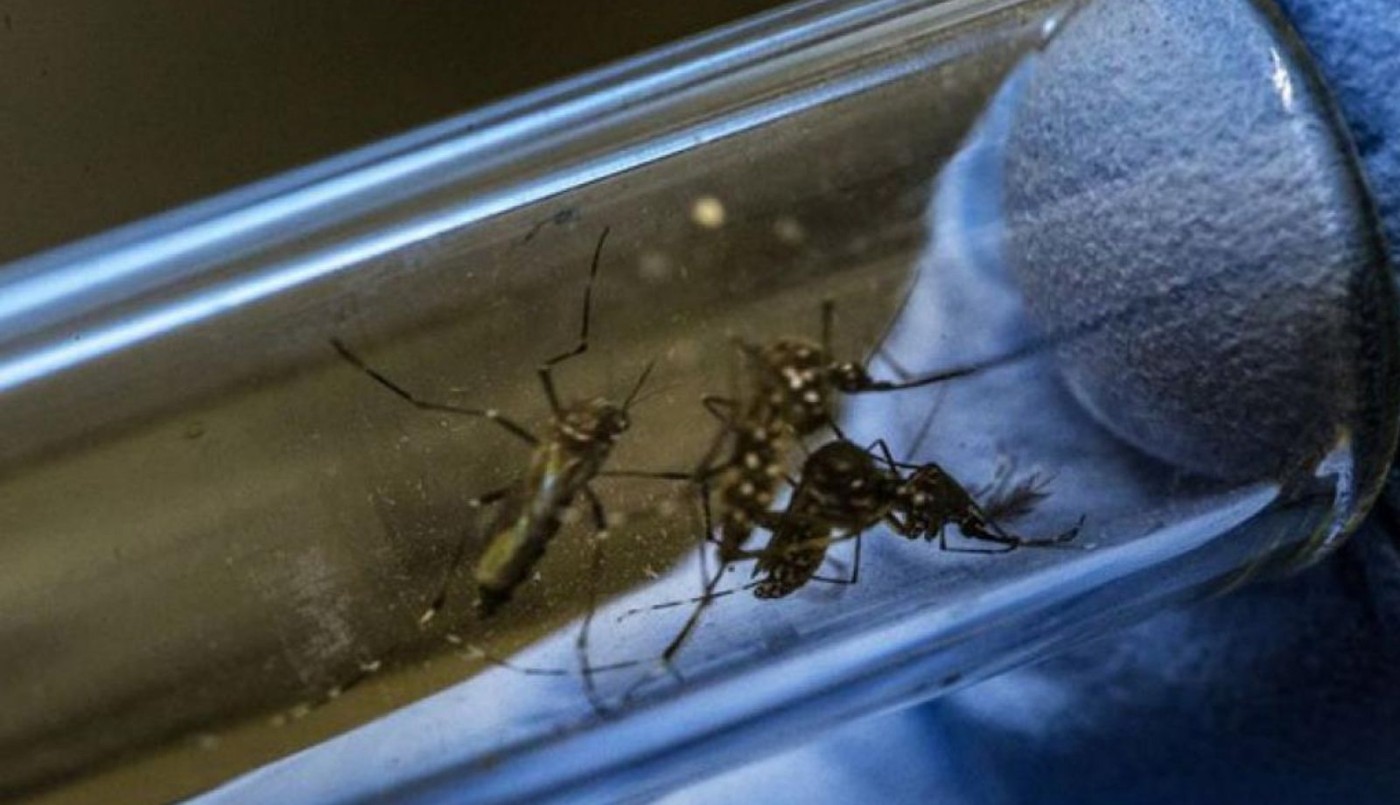 Se registraron más de 43 mil casos de dengue en Argentina en la última temporada | Información General