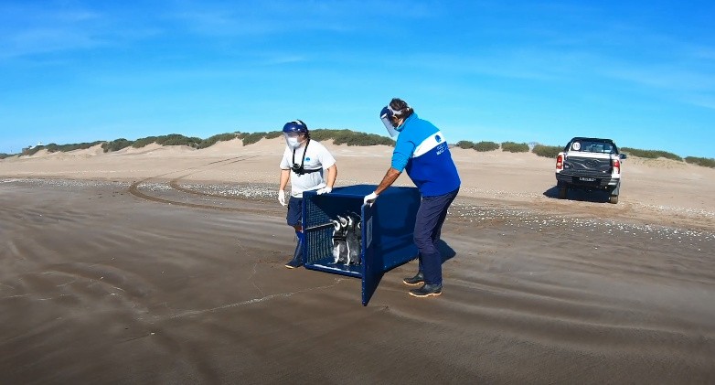 Diez pingüinos "rompieron" la cuarentena y regresaron al mar | Información General