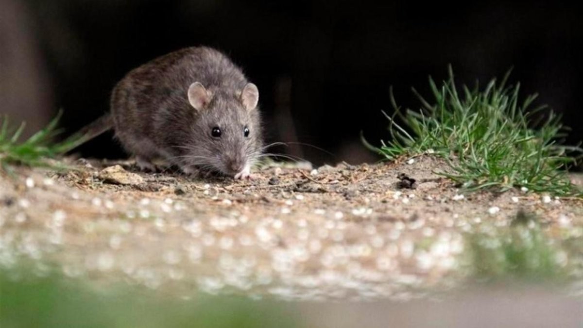 Confirman dos muertes y 13 casos de hantavirus en Buenos Aires | Información General