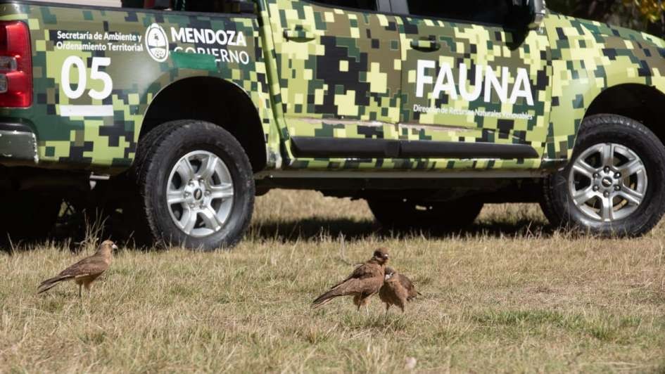 En el Día del Animal liberaron seis aves rapaces recuperadas del cautiverio en Mendoza | Información General