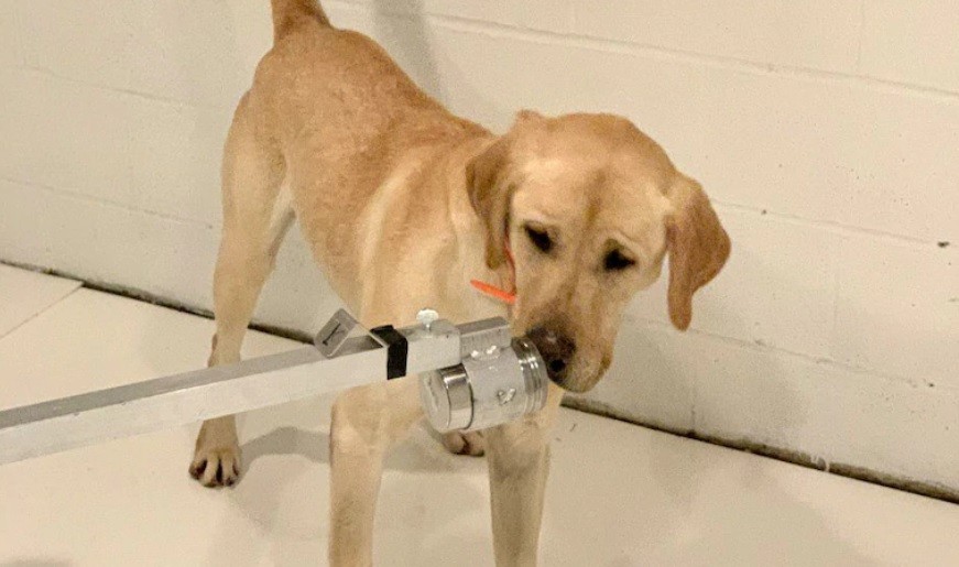 Entrenan a perros para que detecten a personas con coronavirus | Internacionales