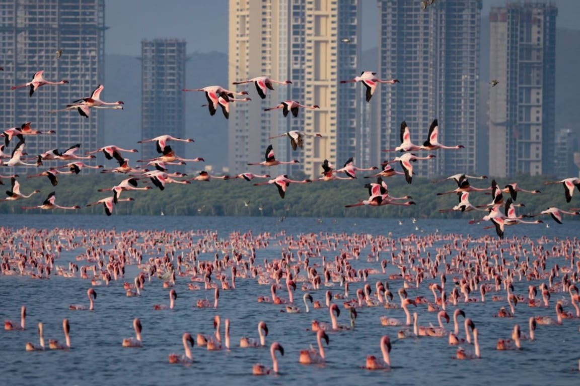 El lado b de la cuarentena: una "alfombra rosa" de flamencos cubrió un lago de la India | Internacionales