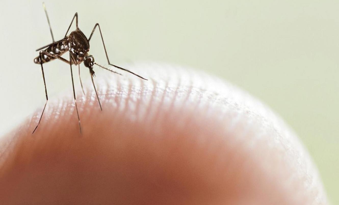 El brote de dengue de las últimas semanas podría ser 10 veces superior a años anteriores | Información General