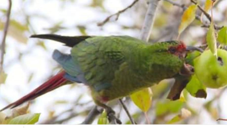 Fotografían por primera vez en el país un loro choroy, una especie muy inteligente | Información General