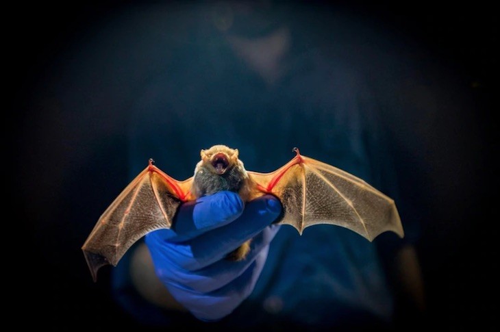 Otro coronavirus hallado en murciélagos demuestra que el Covid-19 no fue creado en laboratorio | Internacionales