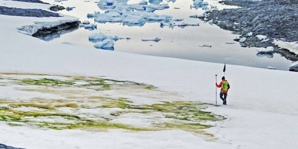 Por el cambio climático, la Antártida se está tiñendo de verde | Información General