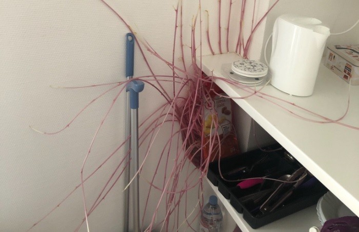 Volvió a su departamento después de tres meses confinada y encontró una ¿"extraña criatura"? | Tecnología