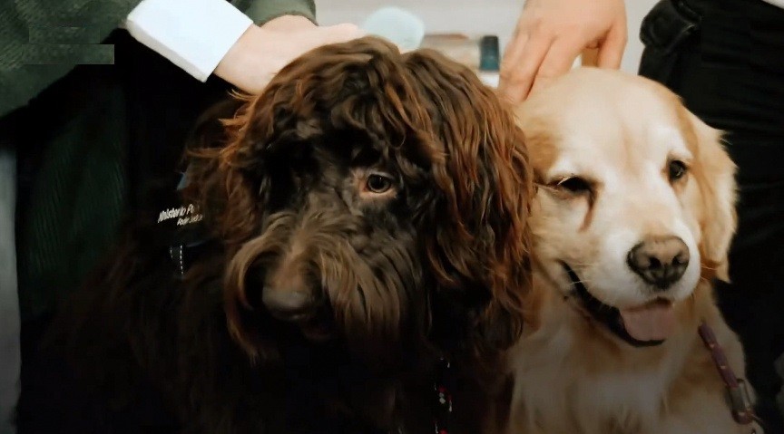 Brownie y Titán: los perros que acompañan a los chicos que declaran en cámara Gesell | Información General