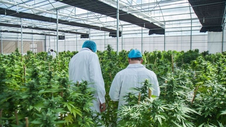 Permitirán el cultivo personal de cannabis y el expendio de aceites en farmacias | Espectáculos