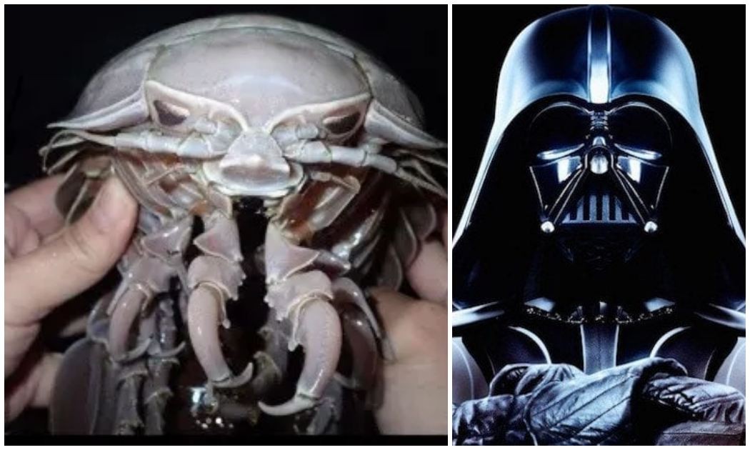 "Darth Vader", la supercucaracha marina | Tecnología