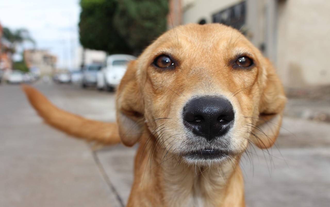 Día del Perro Callejero: ¿Por qué se celebra el 27 de julio en todo el mundo? | Tecnología