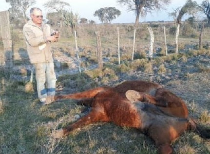 Productor del norte santafesino encontró su caballo con mutilaciones extrañas | Información General