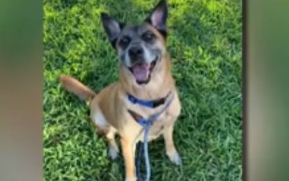 Murió el primer perro en dar positivo por Covid-19 en Estados Unidos | Internacionales