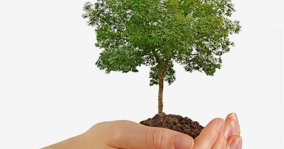 Agosto es el Mes del Árbol: ciclo de conferencias del Club Huella Ecológica | Información General