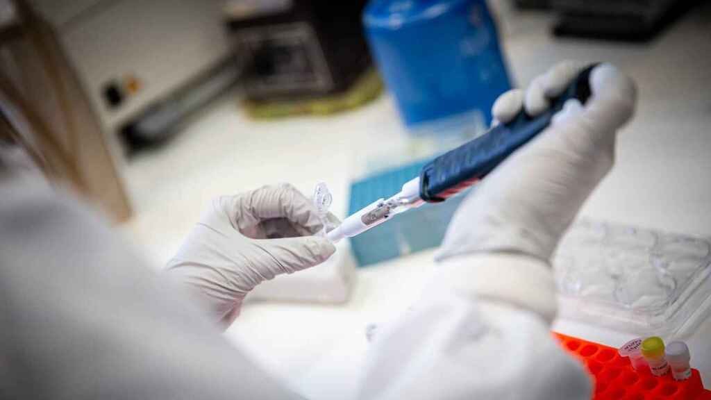 Coronavirus: otra de las vacunas logró prevenir la infección en un estudio preclínico | Internacionales