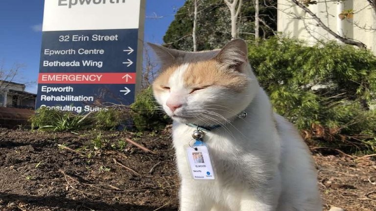 Un gato que se convirtió en guardia de seguridad en un hospital de Canadá | Tecnología