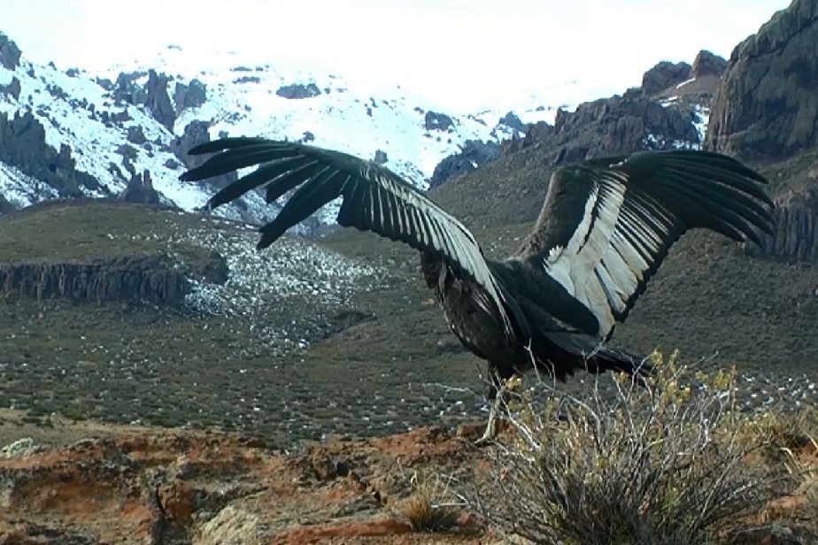 Bariloche: liberaron un ejemplar de cóndor andino que había sido encontrado intoxicado | Información General