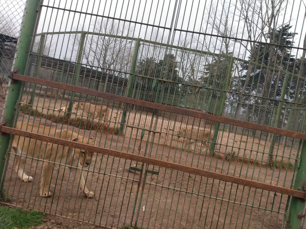 Piden el cierre definitivo del zoo de Luján por maltrato animal y hacinamiento | Información General