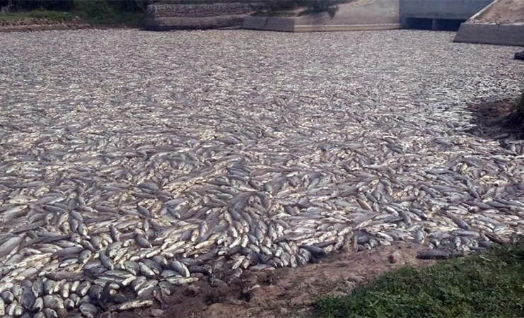 Foto impactante: millones de peces muertos en Formosa | Información General