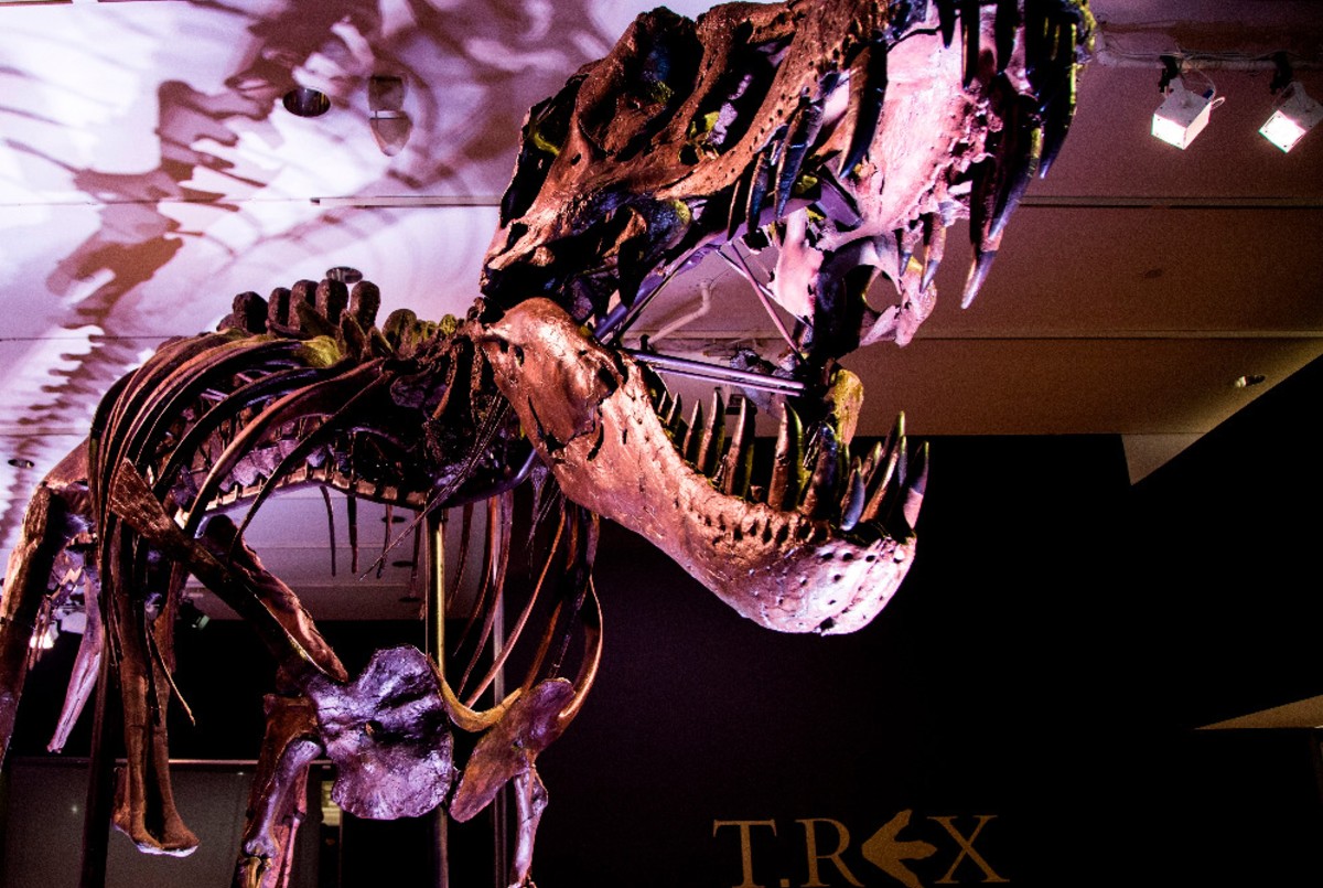 Subastan en Nueva York un dinosaurio T-Rex | Internacionales
