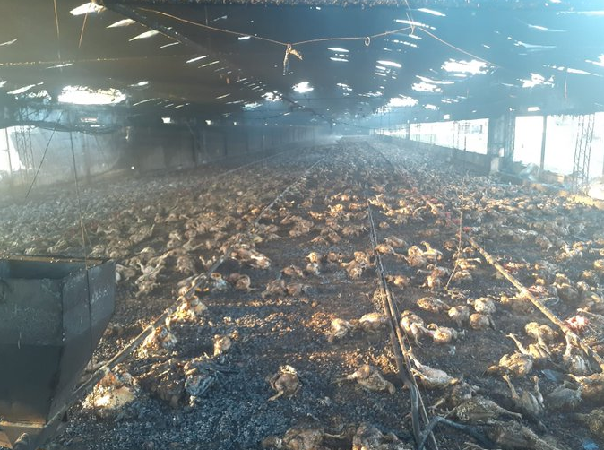 Incendio en una granja en Santa Fe: murieron miles de pollos | Información General