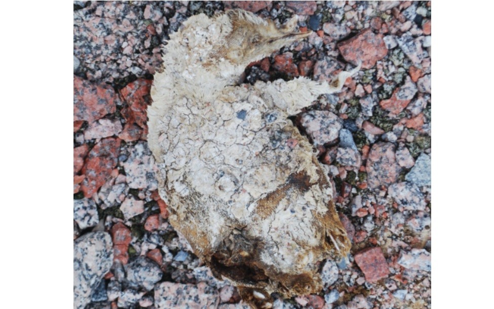 Antártida: derretimiento deja al descubierto un misterioso cementerio de pingüinos | Información General