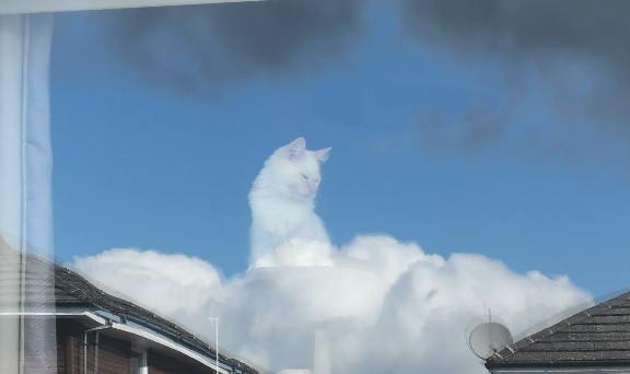 "Una especie de Dios": el reflejo de un gato en la ventana se convirtió en meme viral | Tecnología