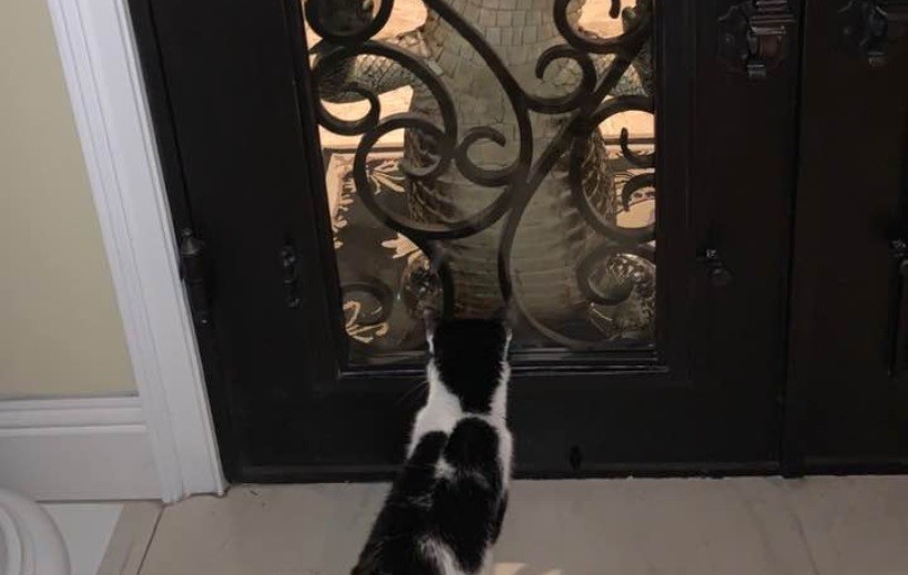 Gato vs. cocodrilo: impactante escena frente a una casa | Tecnología