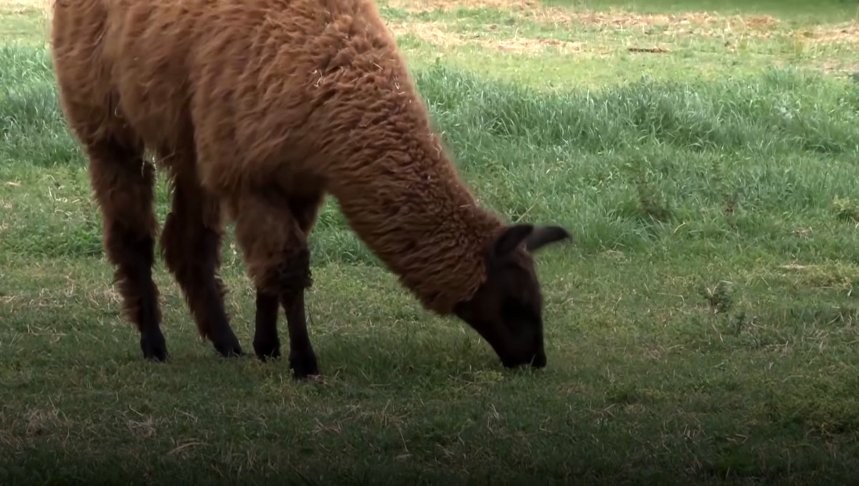 Científicas argentinas logran neutralizar el coronavirus con anticuerpos derivados de llamas y huevos | Información General
