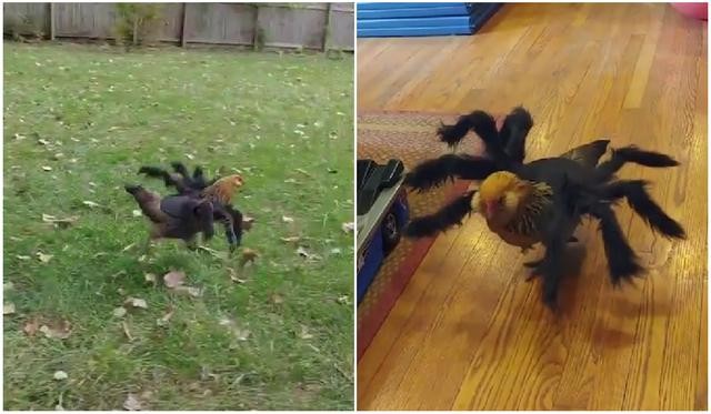 Video: disfrazó a una gallina de araña y asustó a sus "vecinas" del corral | Tecnología