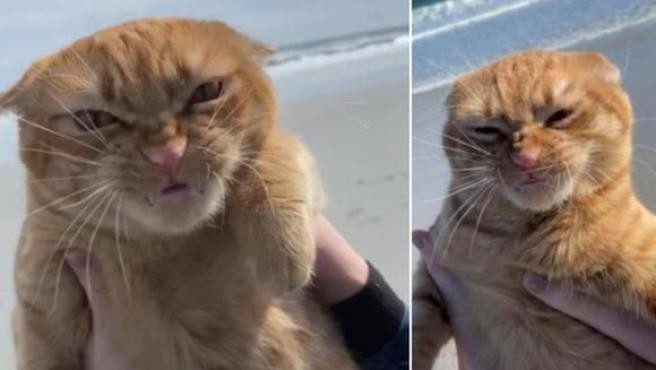 El gato que arrasa en las redes sociales tras su primera visita a la playa | Tecnología
