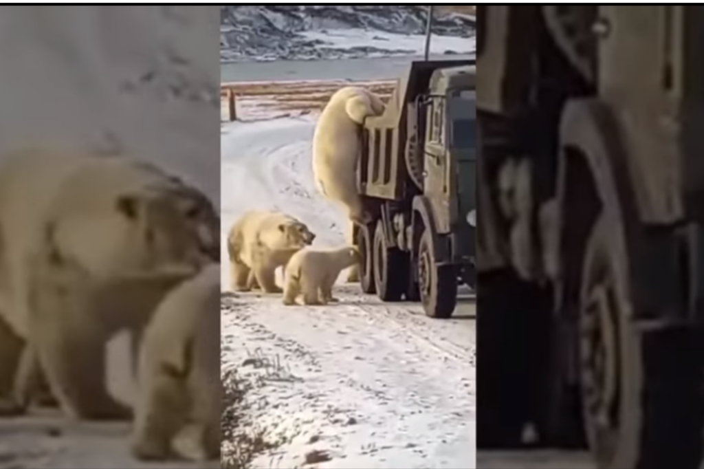 Estremecedor video: captan a osos polares buscando comida en un camión de basura | Internacionales