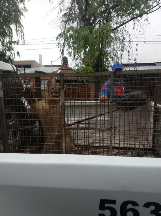Una familia halló un puma oculto entre la mampostería de su vivienda en Esperanza | Información General