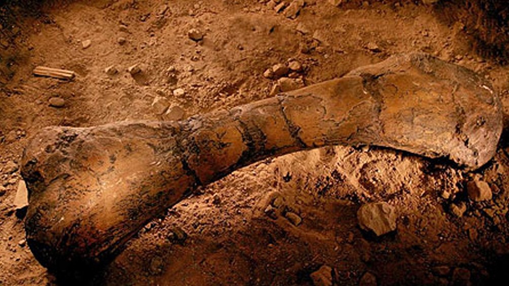 Descubren en La Rioja fósiles de dinosaurios de más de 70 millones de años de antigüedad | Información General