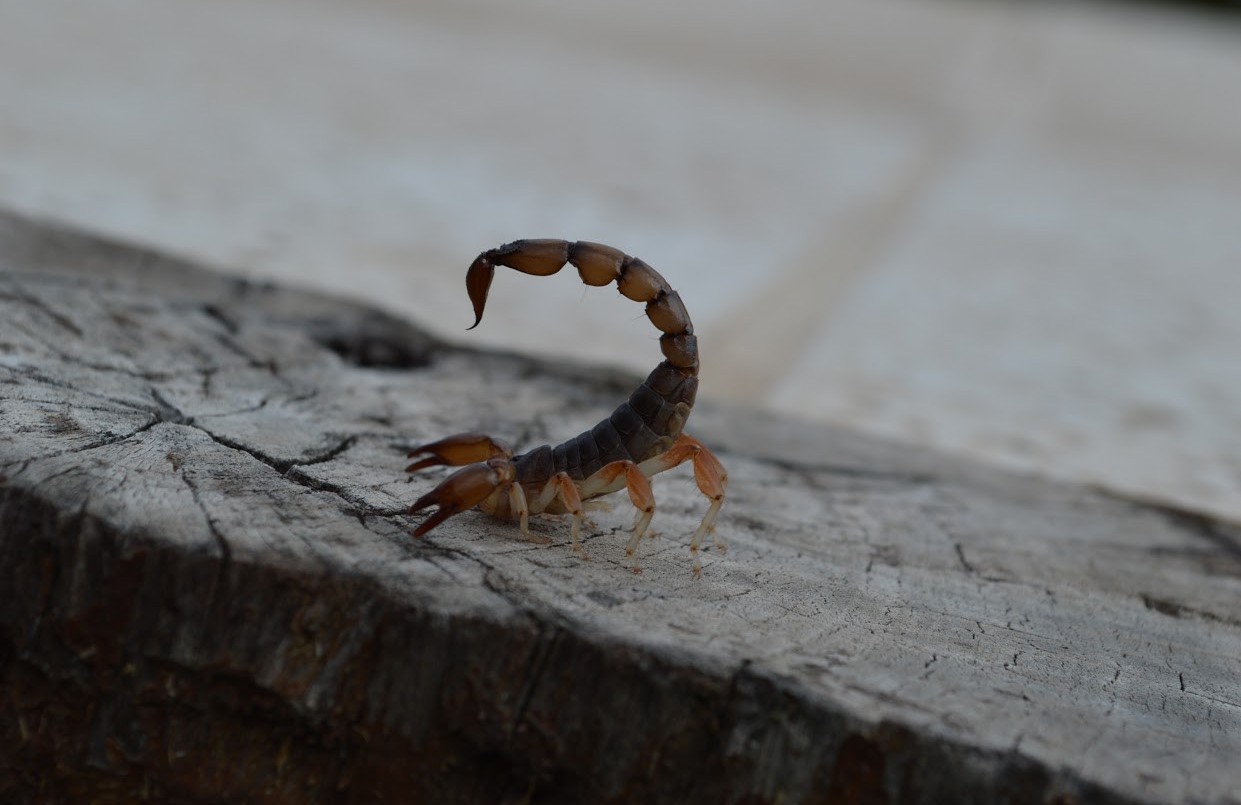 Córdoba: murió una beba de un año tras ser picada por un alacrán | Información General