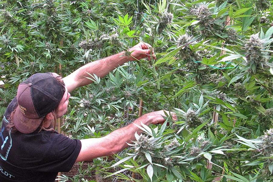 Lanzan la primera encuesta nacional de personas que usan cannabis en Argentina | Información General