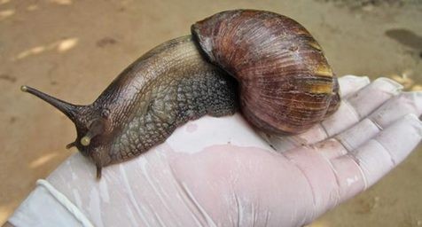 Declaran al caracol gigante africano como "especie exótica invasora" y dañino para la salud | Internacionales