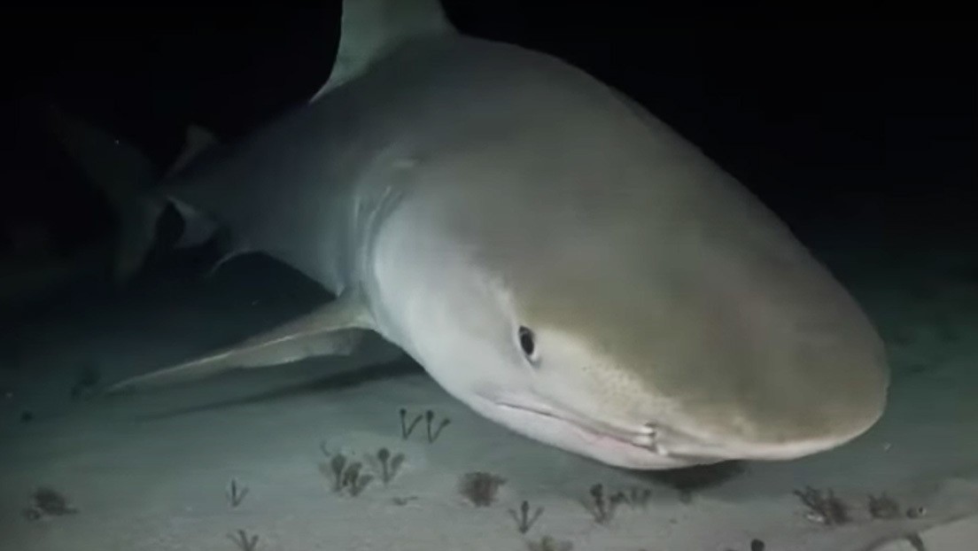 El extraño tiburón que devora todo en el Triángulo de las Bermudas: hasta ataca a submarinos | Internacionales