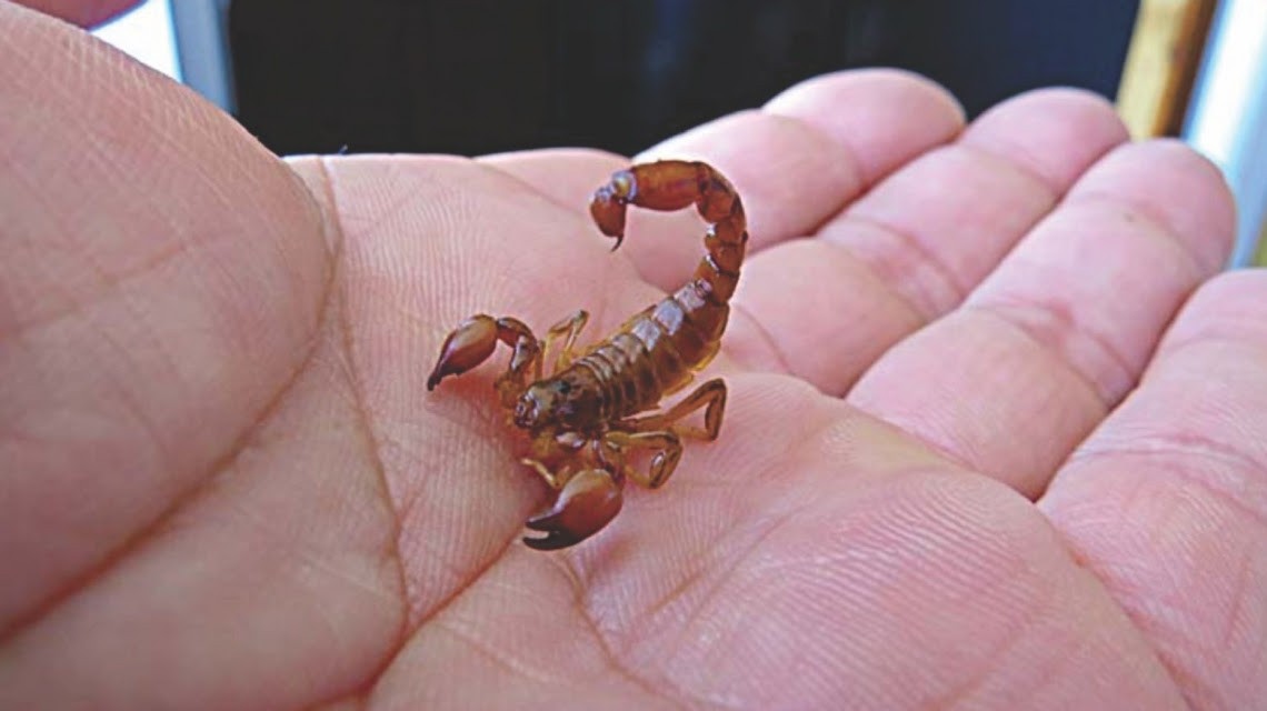 Ante la presencia de alacranes, el Ministerio de Salud brinda recomendaciones | Información General