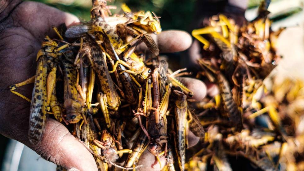 Un rebrote de langostas en África puede dejar a 3,5 millones de personas al borde de la hambruna | Internacionales