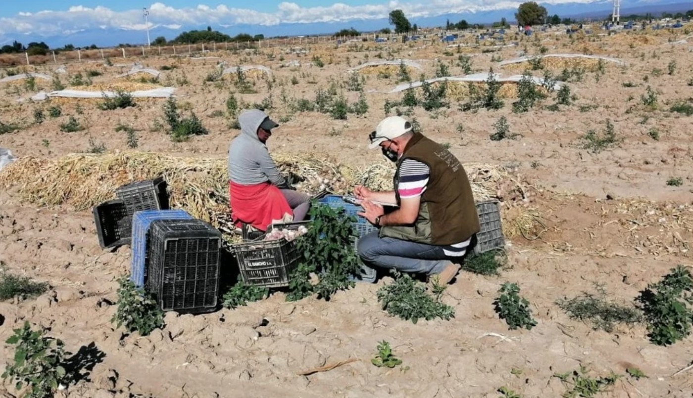 Detectan 7 niños en situación de trabajo infantil en establecimientos rurales de Mendoza | Información General