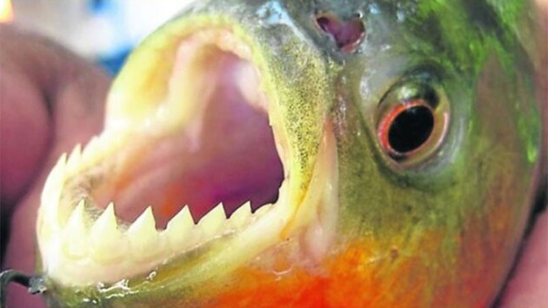 Feroz ataque de palometas en aguas del río Paraná: varias personas con heridas | Información General