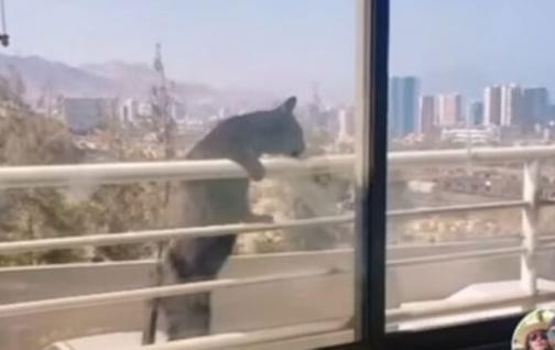 Video de TikTok: colgó a su gato del balcón para sumar likes y fue repudiada en las redes | Tecnología