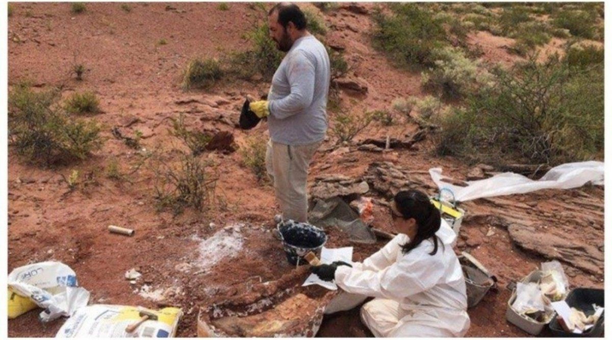 Descubren en Vaca Muerta restos de un dinosaurio de 140 millones de años | Información General